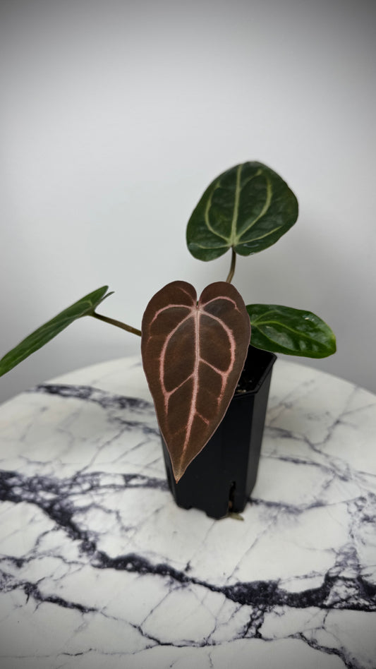 Anthurium Carlablackiae OG4 x Anthurium Carlablackiae  PM6