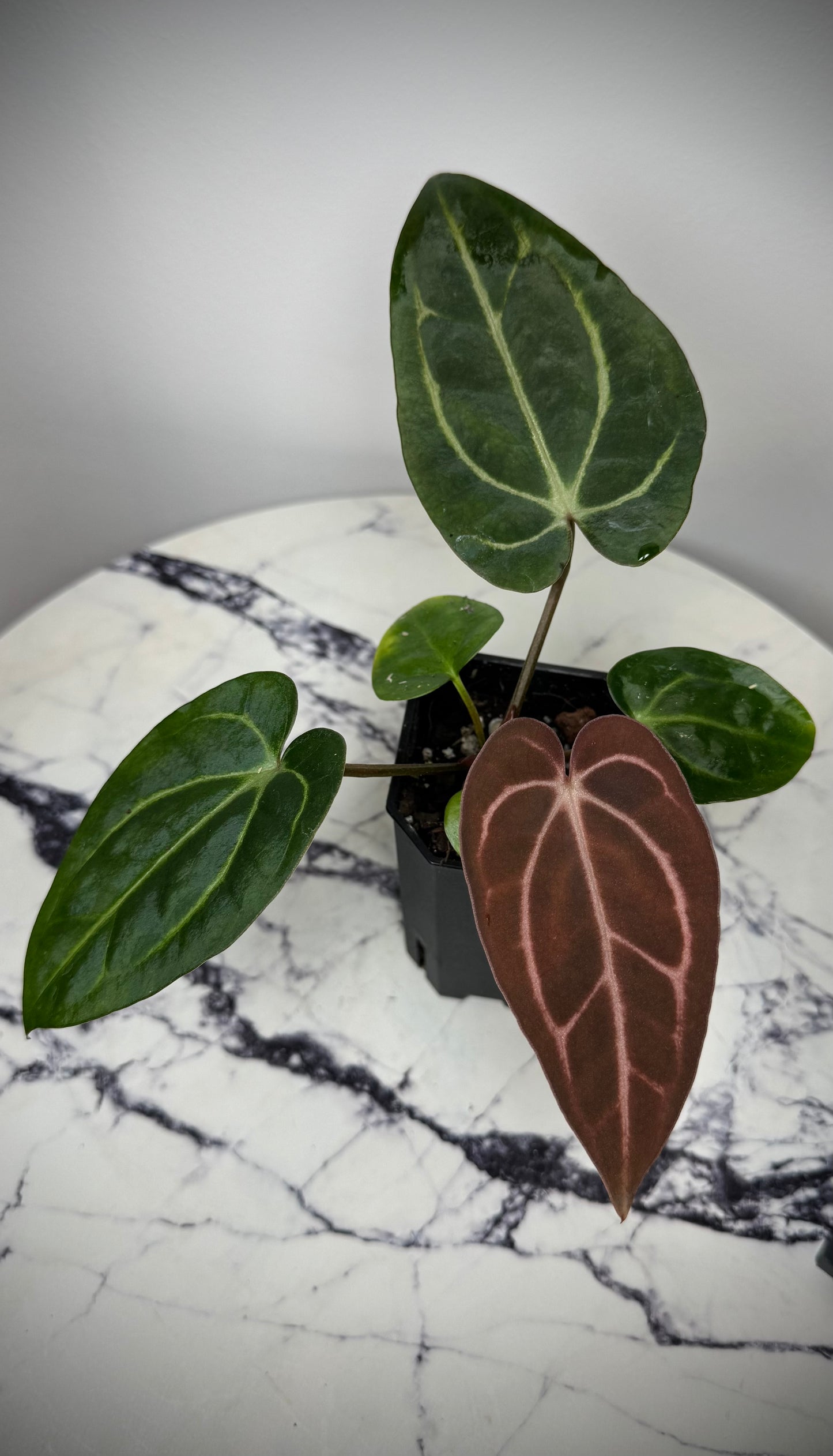 Anthurium Carlablackiae OG4 x Anthurium Carlablackiae  PM6