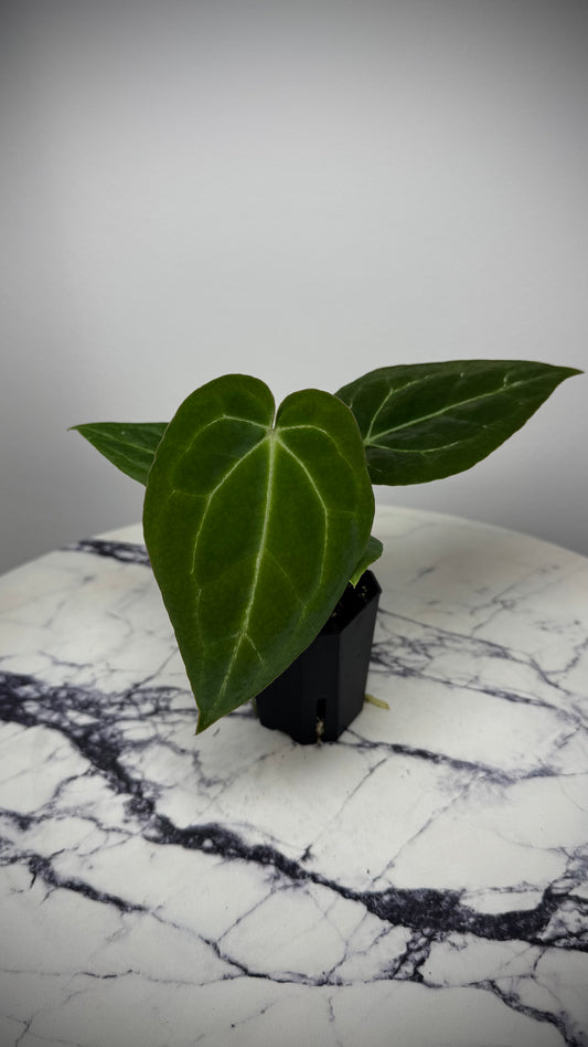 Anthurium Stripey x Odin