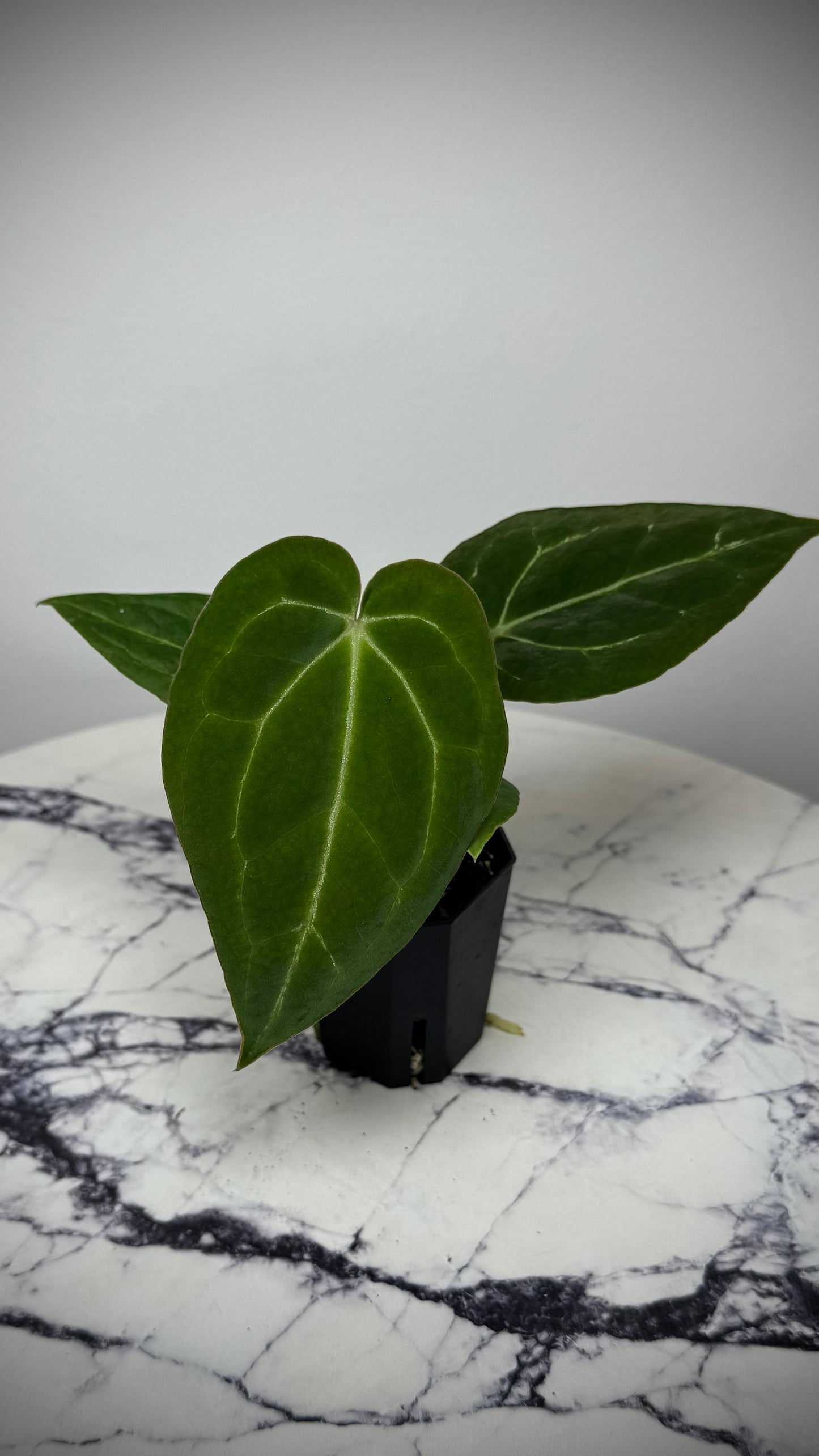 Anthurium Stripey x Odin