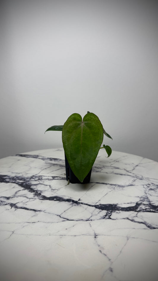 Anthurium (Dress RG F2 x Carla „Amanda") x Dressleri RG