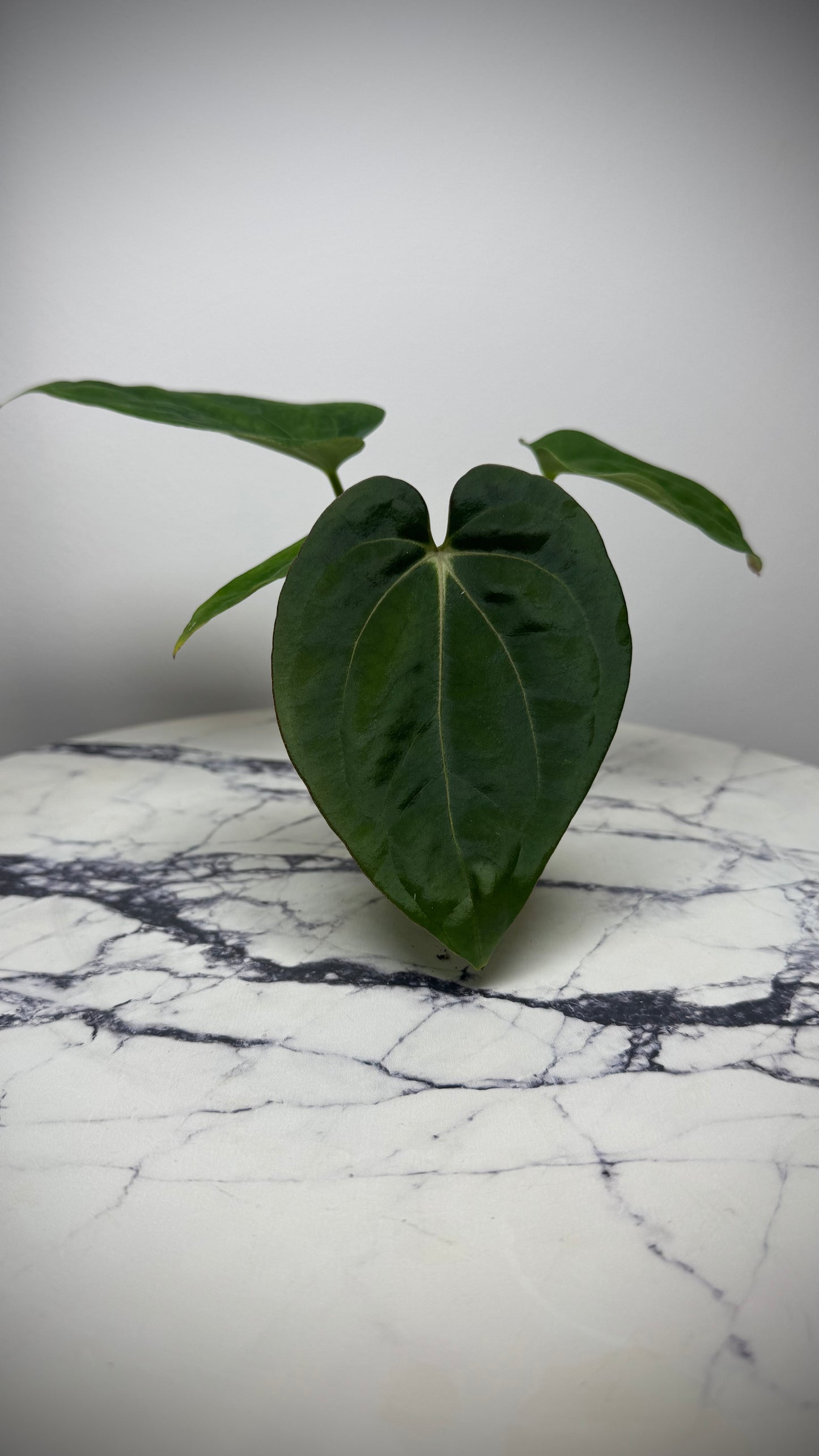 Anthurium Carlablackiae "PM3" x (BVEP "Swamp Raisin" x Debile)