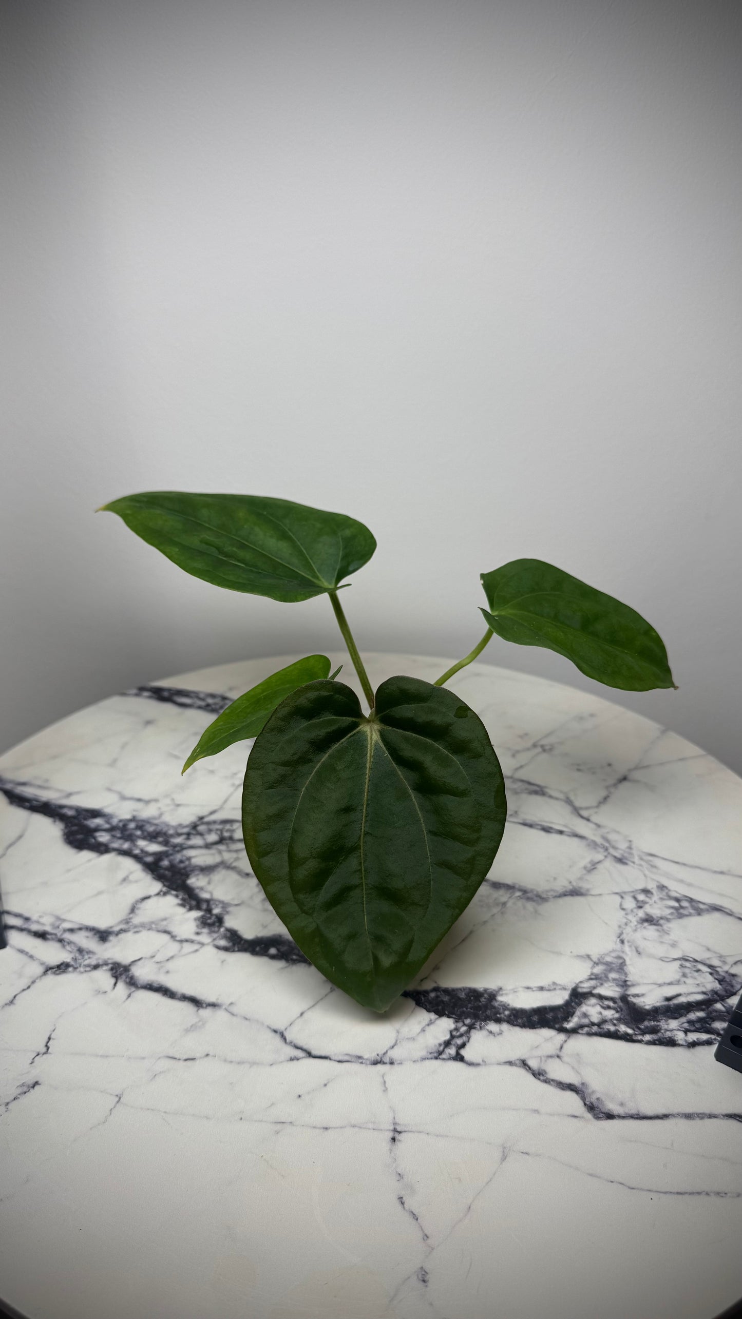 Anthurium Carlablackiae "PM3" x (BVEP "Swamp Raisin" x Debile)