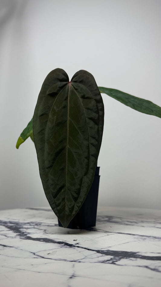 Anthurium Besseae x ( Papillilaminum Fort Sherman x Ralph Lynam) x Scott Cohen BVEP