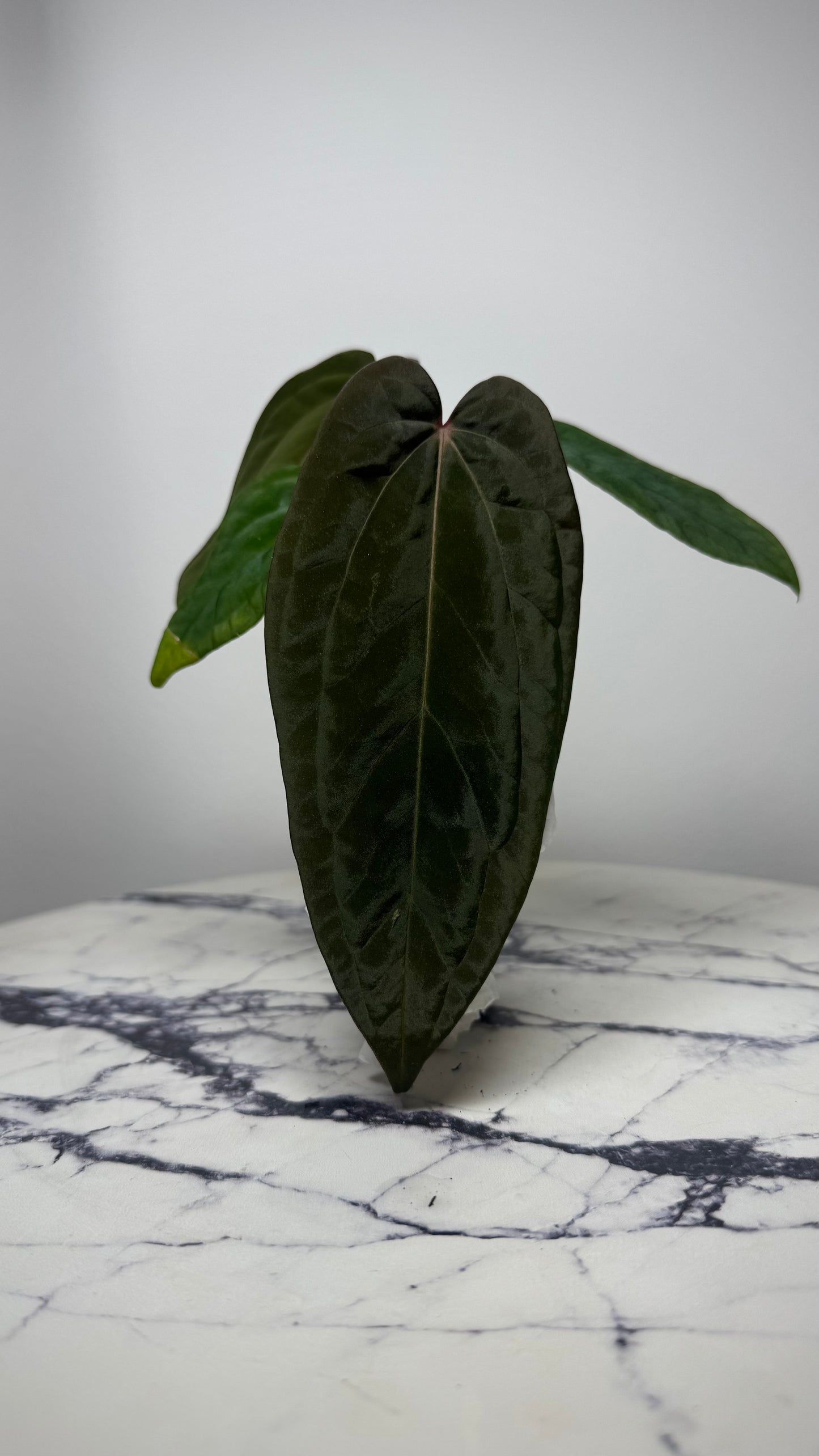 Anthurium Besseae x ( Papillilaminum Fort Sherman x Ralph Lynam) x Scott Cohen BVEP