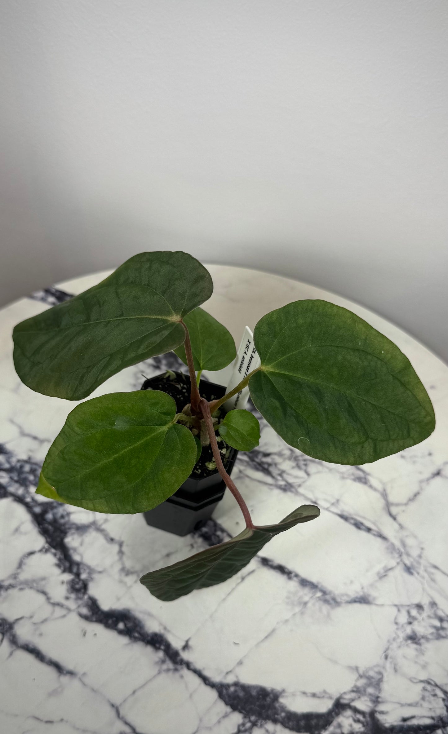 Anthurium Besseae x ( Papillilaminum Fort Sherman x Ralph Lynam) x Scott Cohen BVEP