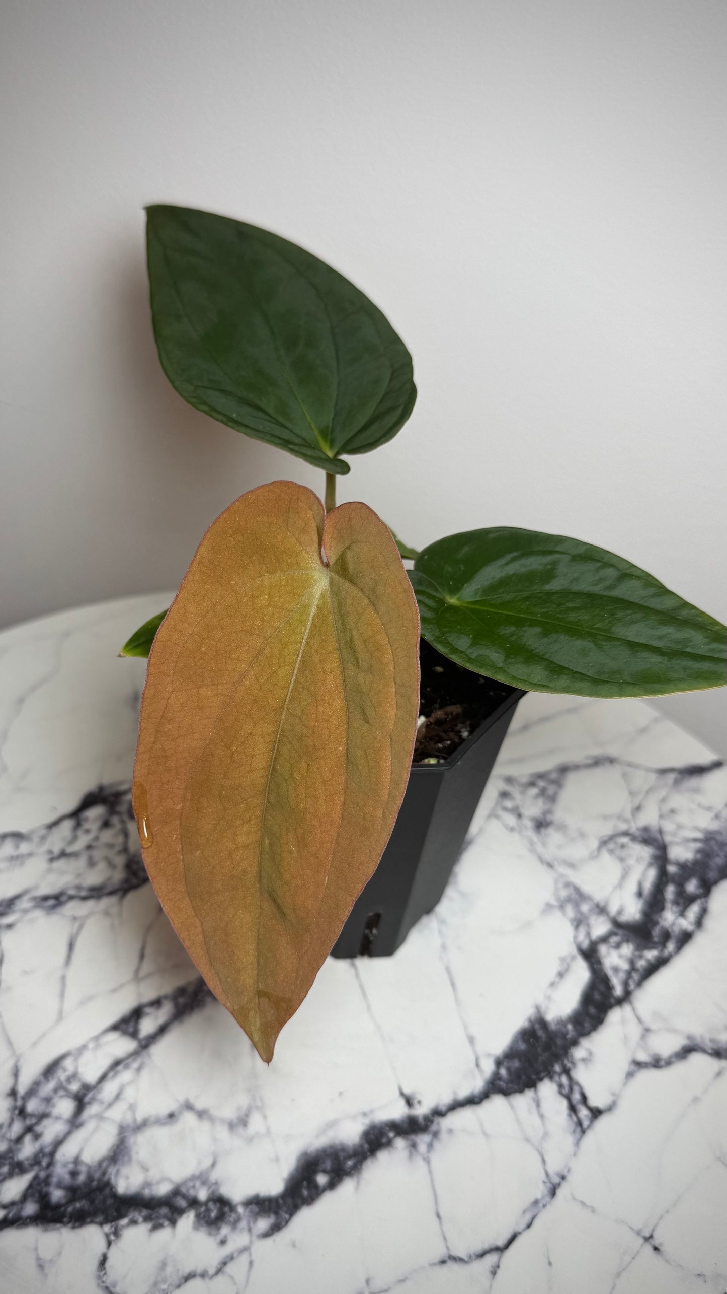 Anthurium Antolakii Round x Antolakii (Felix x Round)