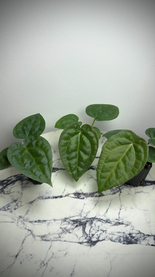 Anthurium Luxurians x Black Widow Michelle