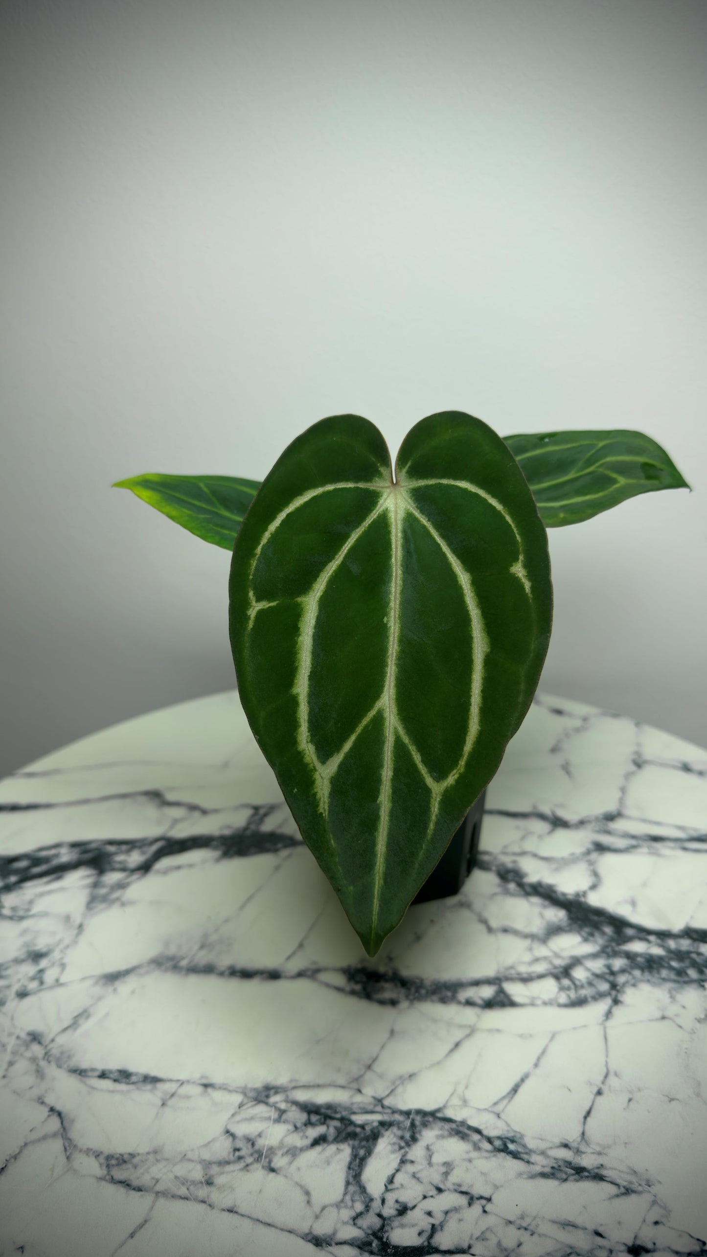 Anthurium Carlablackiae OG4 x Anthurium Carlablackiae  PM6