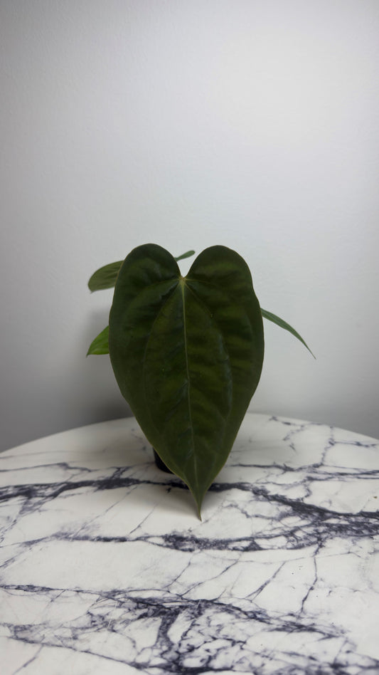 Anthurium Antolakii BBL x Papillilaminum RA5 (Rory Antolak)