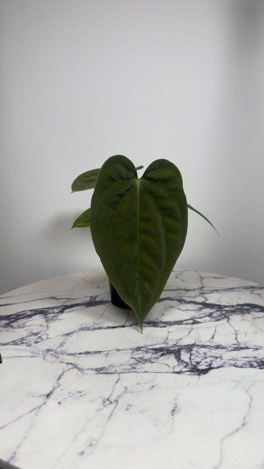 Anthurium Antolakii BBL x Papillilaminum RA5 (Rory Antolak)