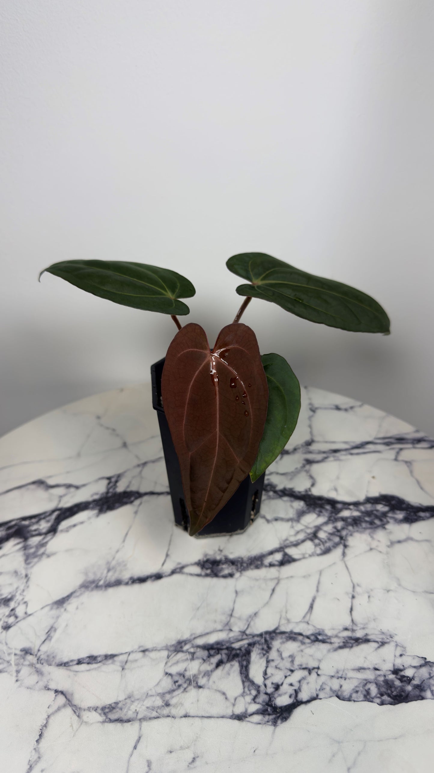 Anthurium Windy Dressleri x Carlablackie (Round x GPH001)