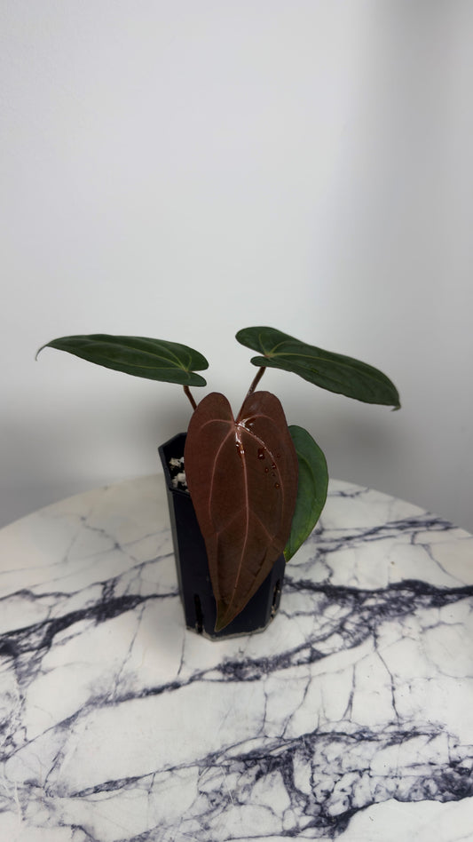 Anthurium Windy Dressleri x Carlablackie (Round x GPH001)