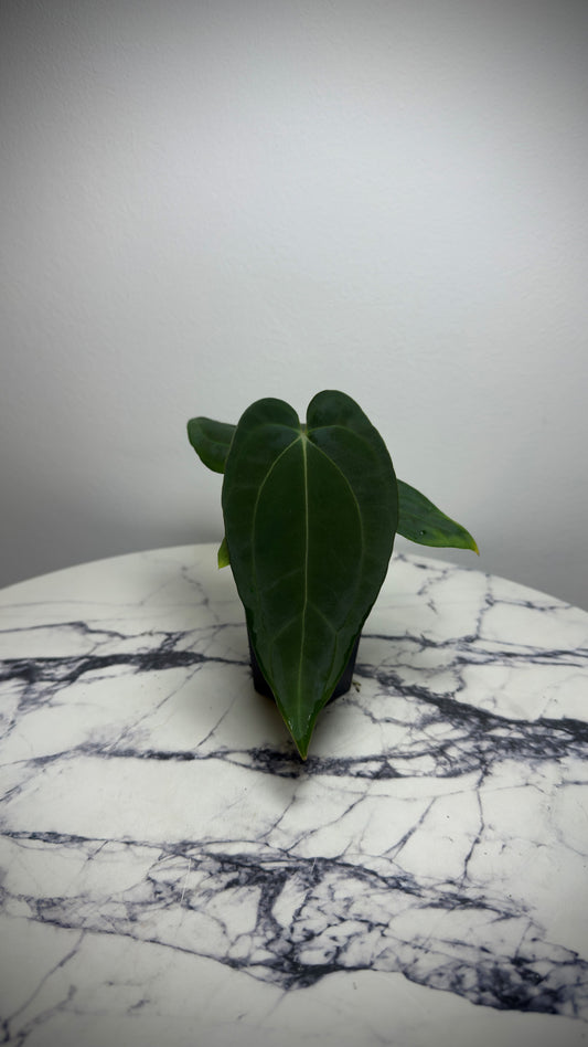 Anthurium BVEP (Round x BBL) x Anthurium Carlablackiae (OG5xRA8)