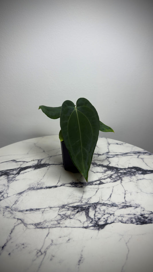 Anthurium BVEP (Round x BBL) x Anthurium Carlablackiae (OG5xRA8)