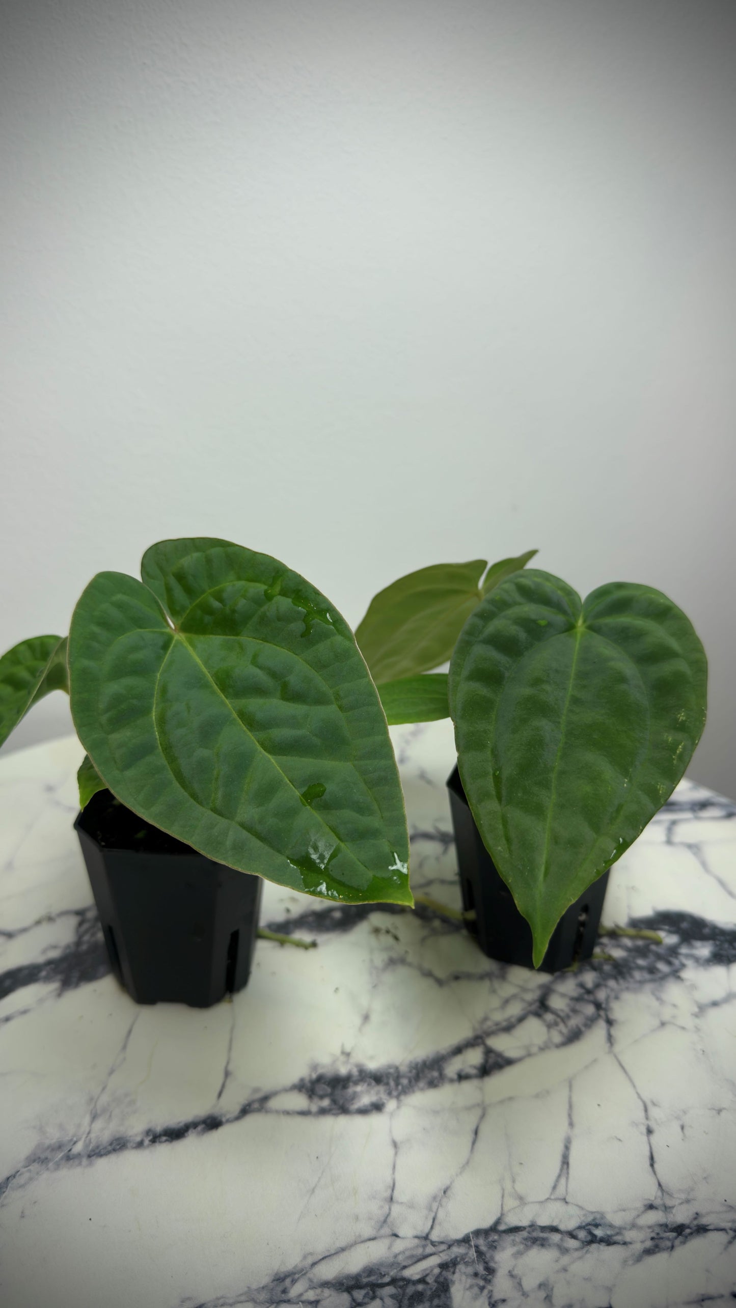 Anthurium (BVEP x NSE red crystal) x ((Carla x Pap) x Splendidum)