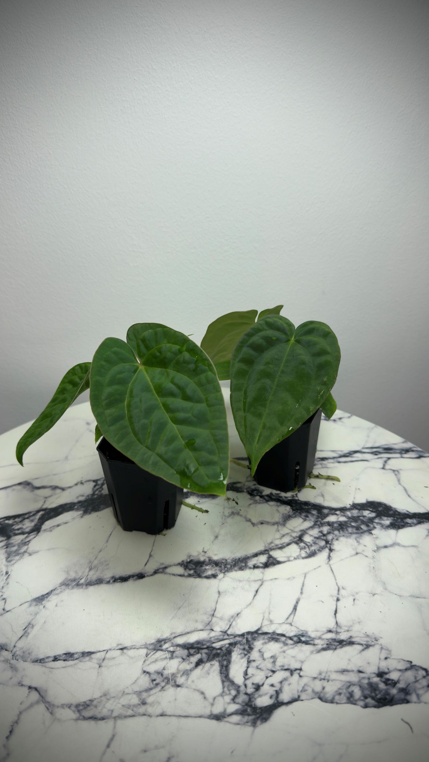 Anthurium (BVEP x NSE red crystal) x ((Carla x Pap) x Splendidum)