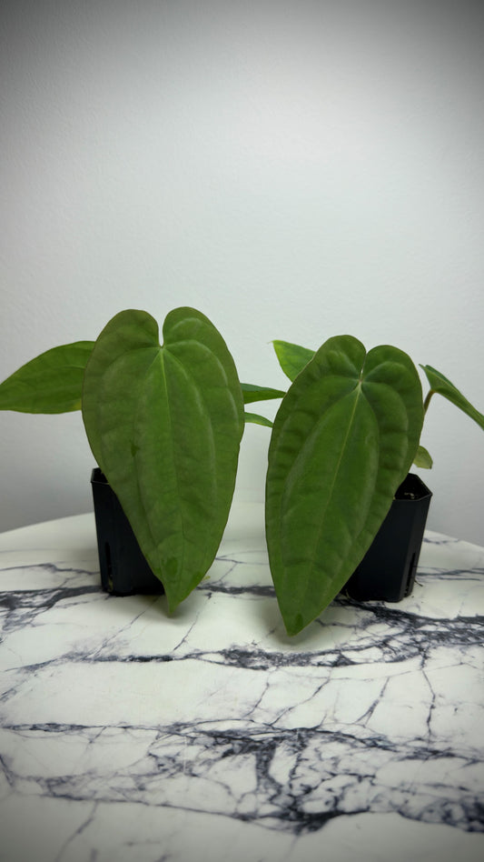 Anthurium Antolakii (BVEP) RA2 x Anthurium Antolakii (Round x BBL)