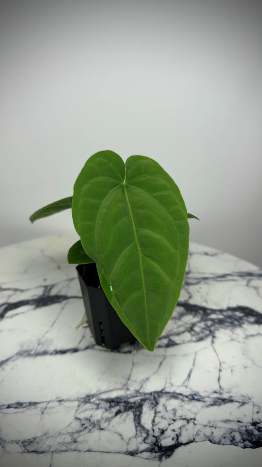 Anthurium (Papillilaminum x ,LongxLongBullet' x Splendidum) x open pollination