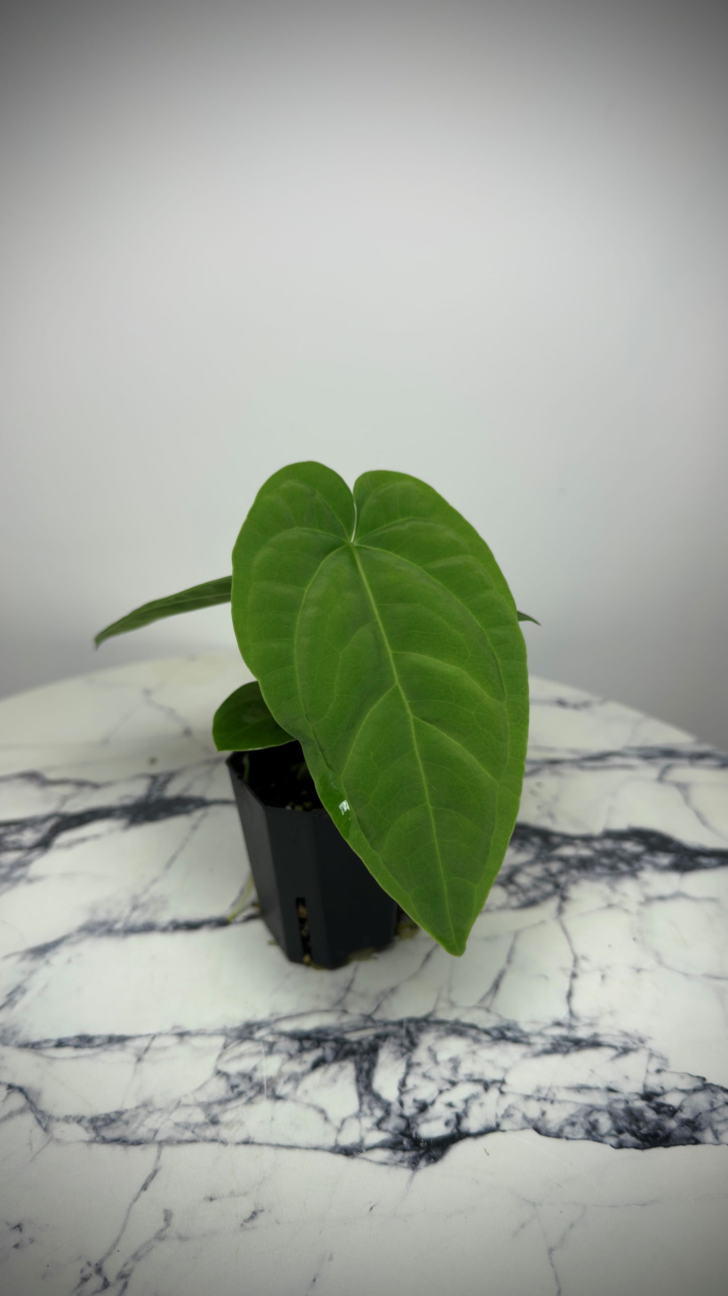 Anthurium (Papillilaminum x ,LongxLongBullet' x Splendidum) x open pollination