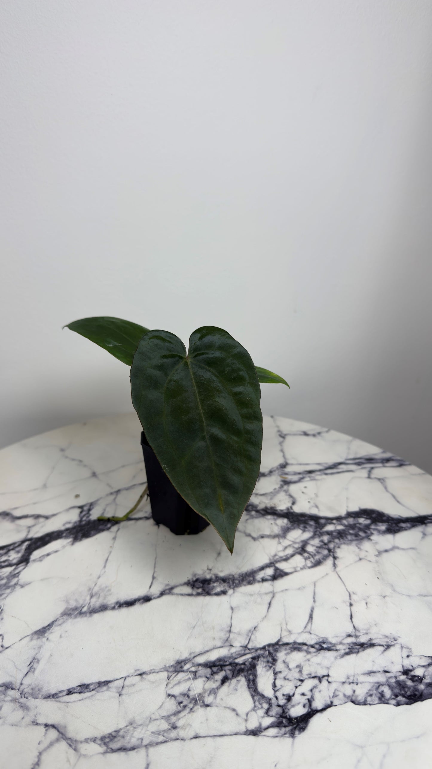 Anthurium (Dress RG F2 x Carla „Amanda") x Dressleri RG
