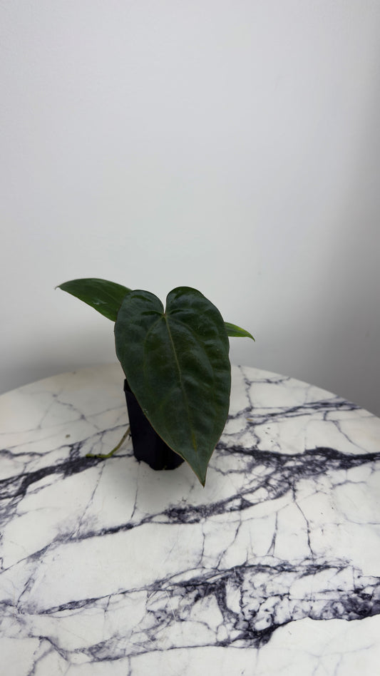 Anthurium (Dress RG F2 x Carla „Amanda") x Dressleri RG