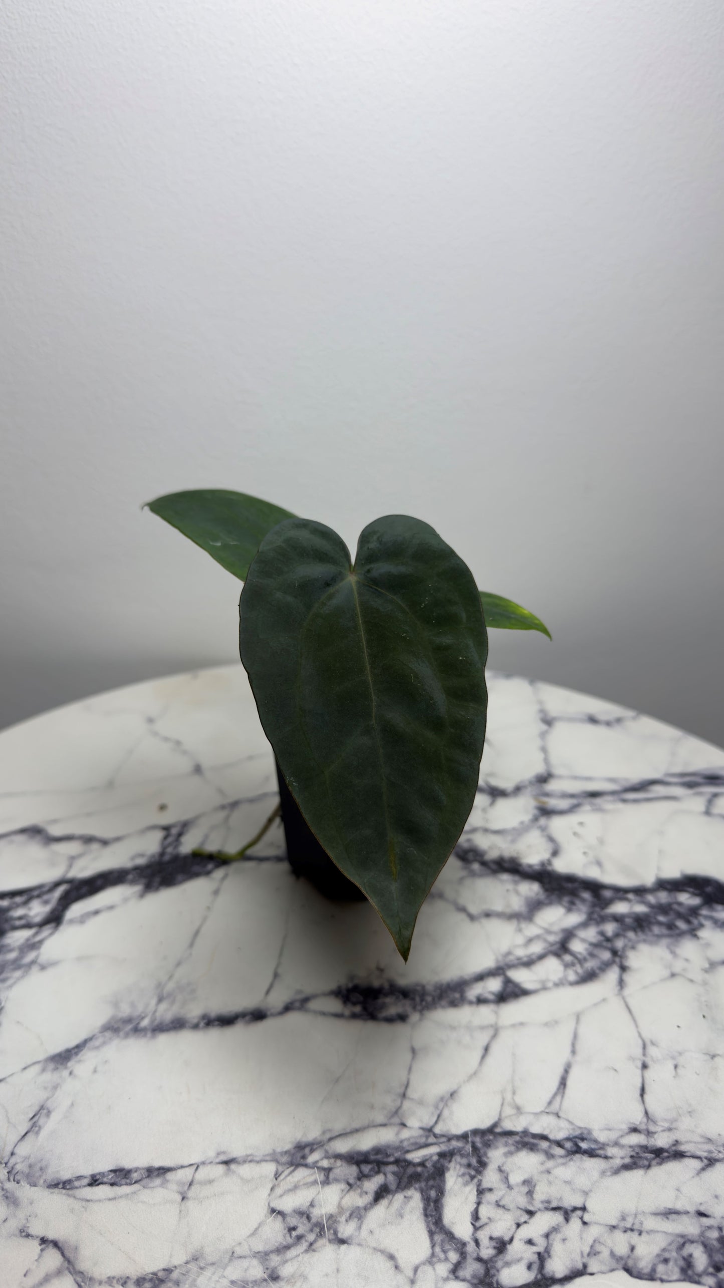 Anthurium (Dress RG F2 x Carla „Amanda") x Dressleri RG