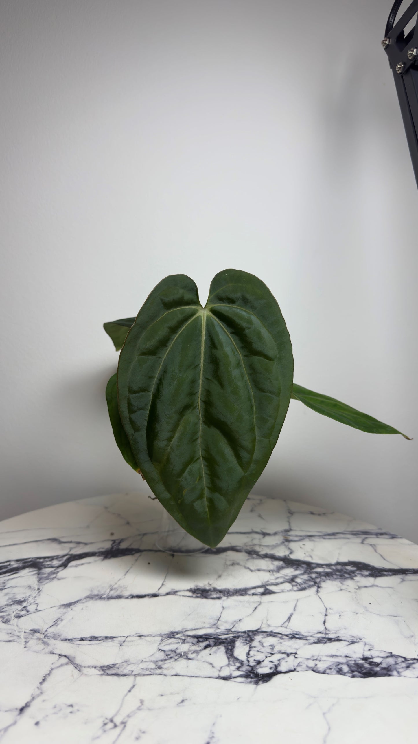 Anthurium Carlablackiae "PM3" x (BVEP "Swamp Raisin" x Debile)