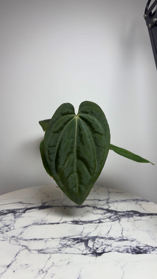 Anthurium Carlablackiae "PM3" x (BVEP "Swamp Raisin" x Debile)