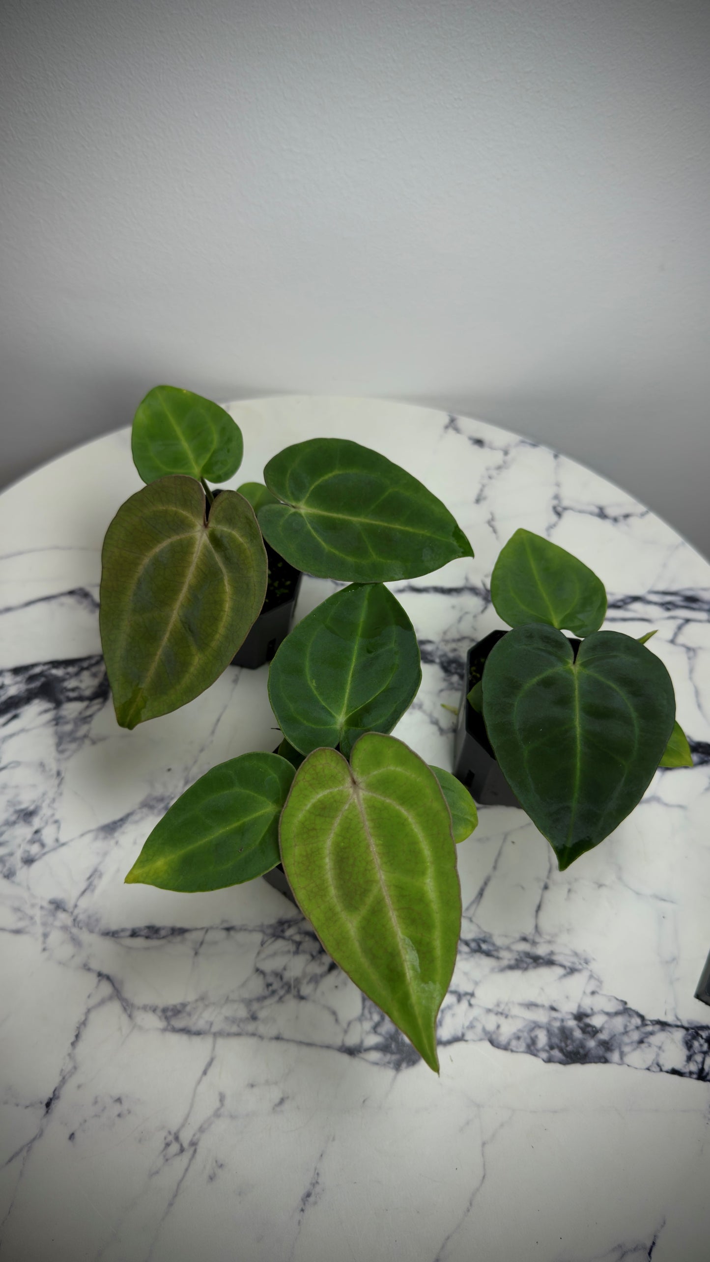 Anthurium Carlablackiae RA5x10 x (Dress RG F2 X Carla „Amanda")