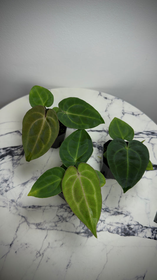 Anthurium Carlablackiae RA5x10 x (Dress RG F2 X Carla „Amanda")