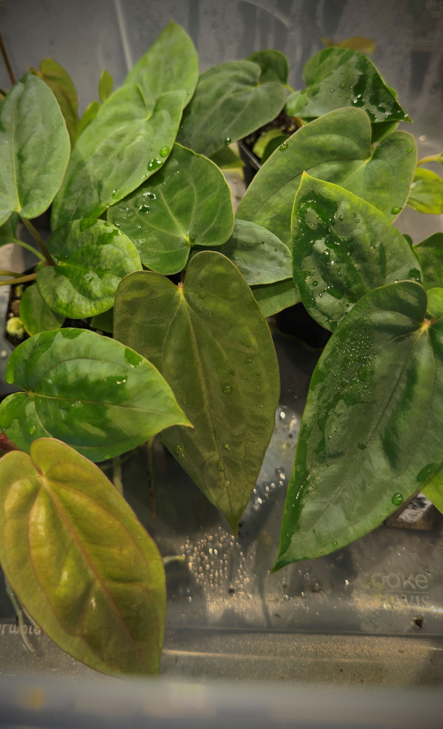 Anthurium  FSRL (Jay Vannini)  x Anthurium Tezula Pandemonium BB1