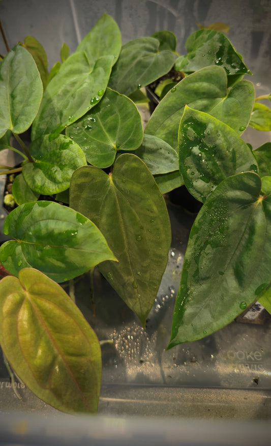 Anthurium  FSRL (Jay Vannini)  x Anthurium Tezula Pandemonium BB1