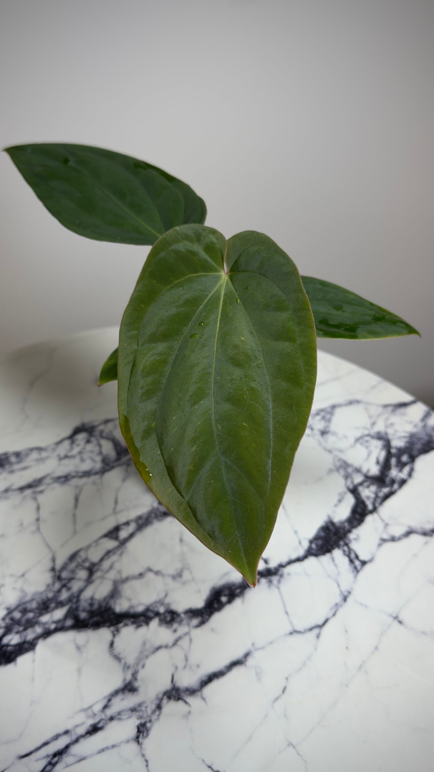 Anthurium Antolakii Round x Antolakii (Felix x Round)
