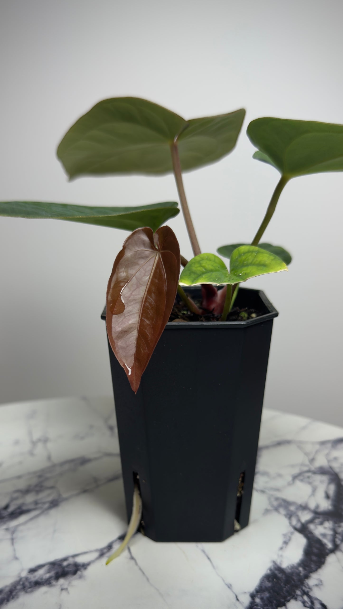 Anthurium Antolakii Round x Antolakii (Felix x Round)