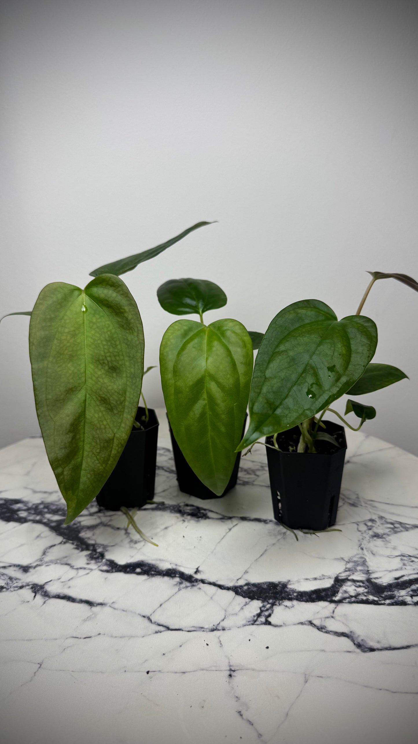 Anthurium Subsignatum Variegated x Papillilaminum (aka nov DF dupe)